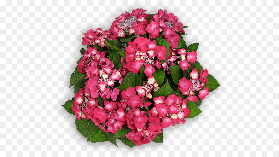 Floral Design, Flower, Flower Arrangement, Flower Bouquet, Geranium Png