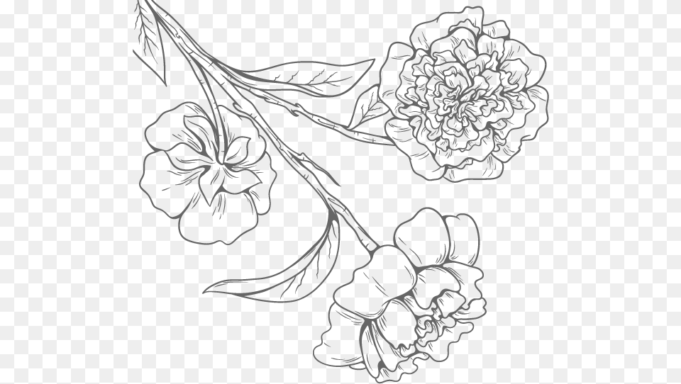 Floral Design Black And White, Art, Drawing, Floral Design, Graphics Free Png