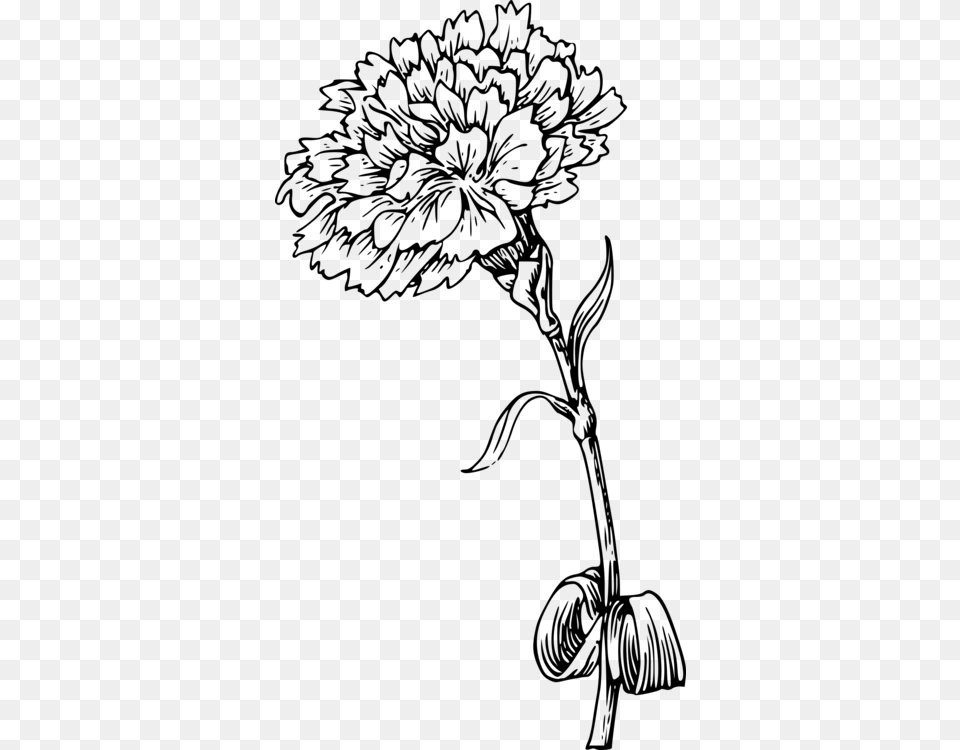 Floral Design Drawing Mexican Marigold Pencil Art Drawing Of A Marigold, Gray Png Image