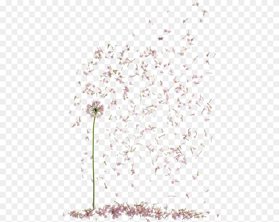 Floral Design Petal Flower Si Te Rindes Cuando Las Cosas Se Empiezan A Poner Difciles, Plant, Cherry Blossom Free Png Download