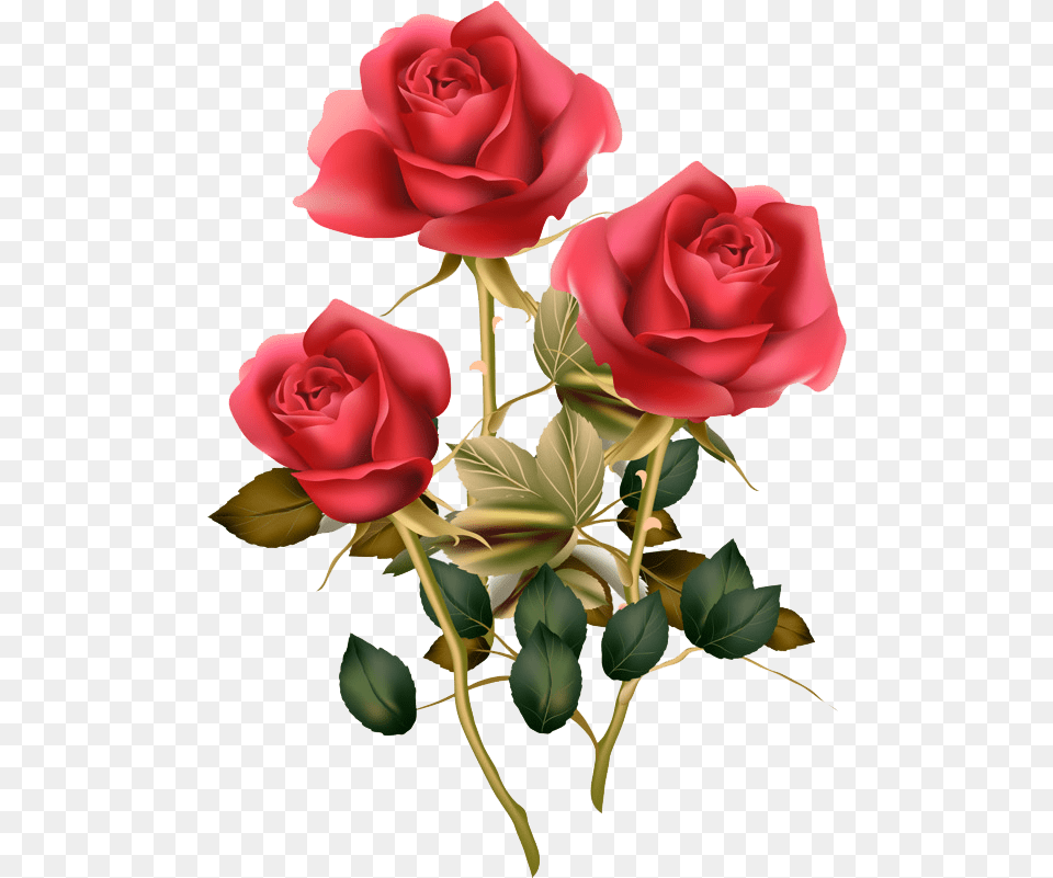 Floral Design Image Red Rose Good Morning Rose Flower, Plant Free Transparent Png