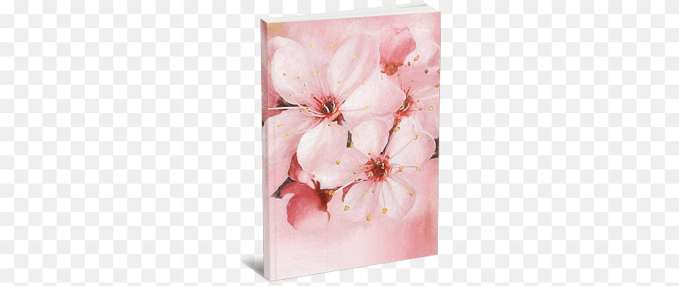Floral Designs Stendenbach Online 150x105 Cm Fototapete Spring Cherry, Flower, Plant, Cherry Blossom Free Png Download