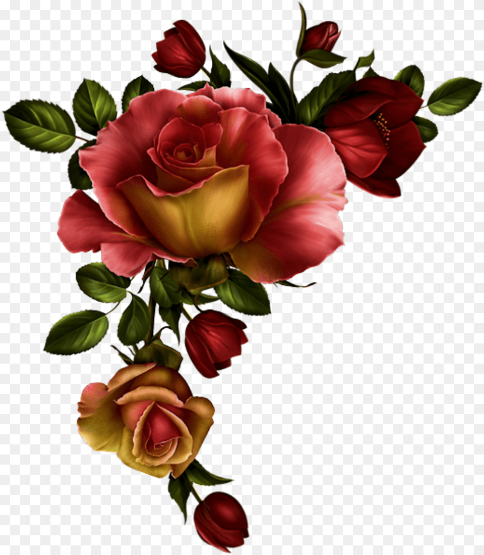 Floral Divider Watercolor Red Roses Transparent Red Roses Transparent, Rose, Plant, Flower, Flower Arrangement Png