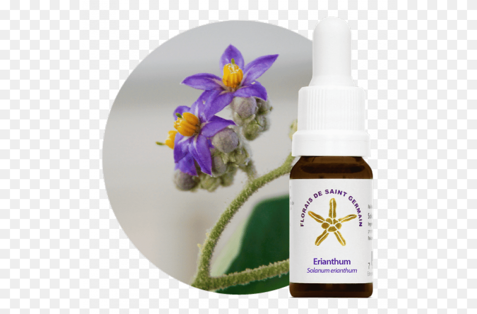 Floral Erianthum Florais De Saint Germain, Herbal, Herbs, Plant, Bottle Free Png