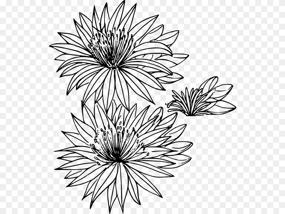 Floral Flower Nature Outline Art Plant Wild Montana State Flower Drawing, Gray Free Transparent Png