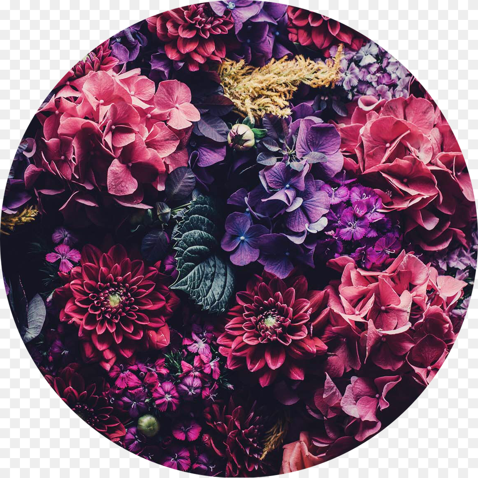 Floral Flowers Circle Aesthetic Background Pink Purple Flower Aesthetic Header, Dahlia, Plant, Photography, Petal Free Png Download