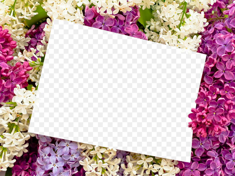 Floral Frame, Adult, Female, Person, Woman Png Image