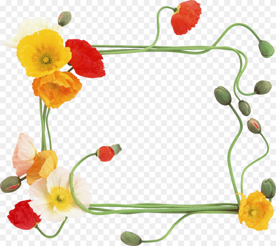 Floral Frame, Flower, Petal, Plant, Anther Free Png