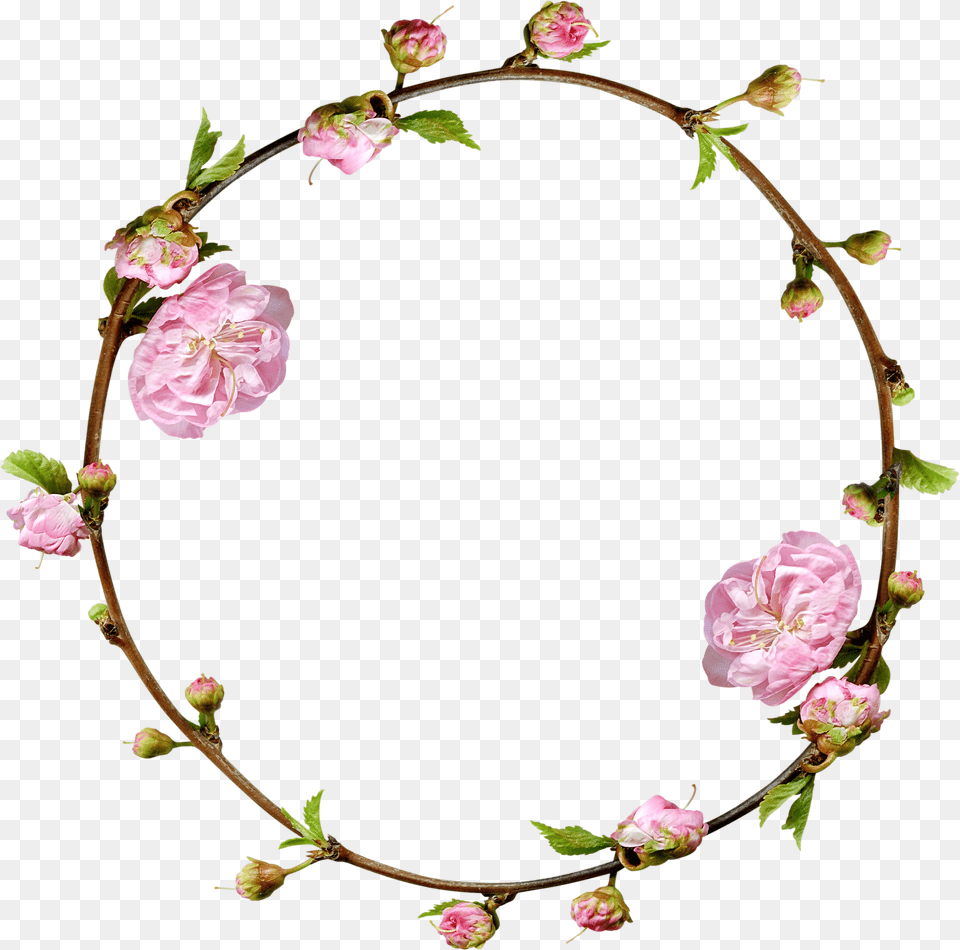 Floral Frame, Rose, Plant, Flower, Oval Png Image