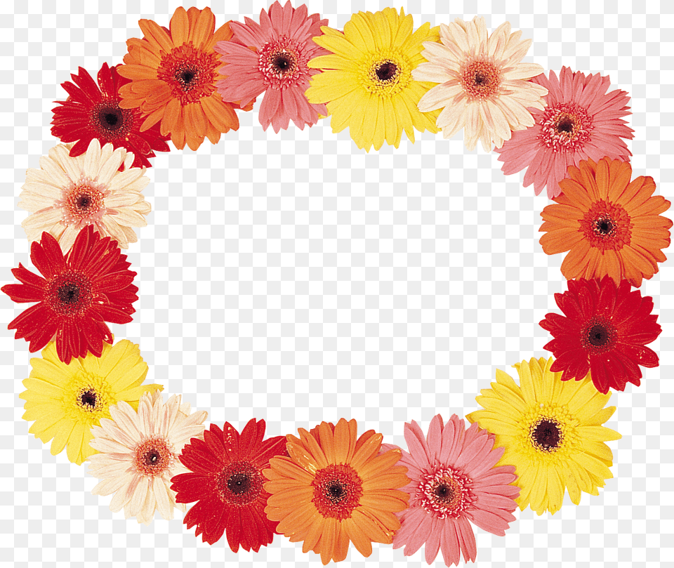 Floral Frame, Daisy, Flower, Plant Free Png Download