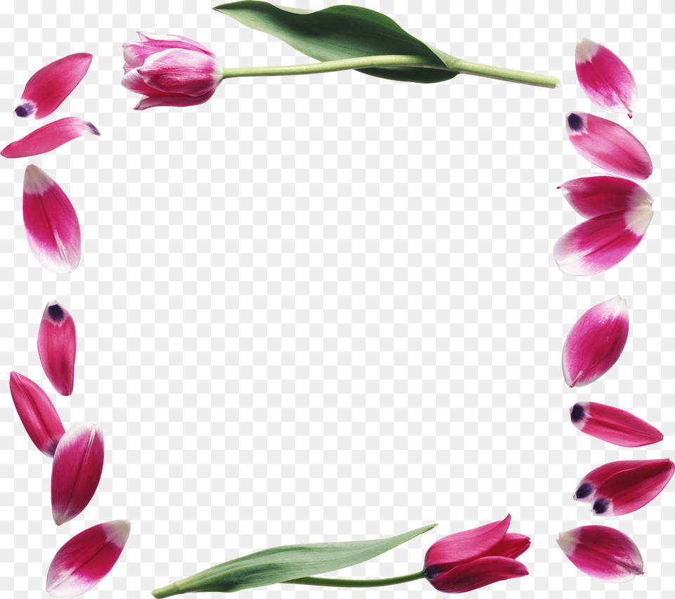 Floral Frame, Flower, Petal, Plant, Flower Arrangement Png Image