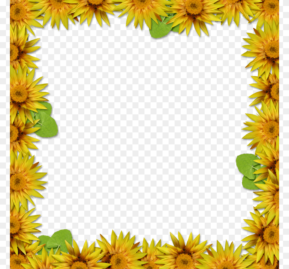 Floral Frame, Flower, Plant, Sunflower, Daisy Png