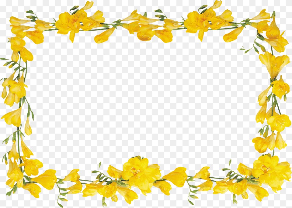 Floral Frame, Flower, Petal, Plant, Daffodil Free Transparent Png