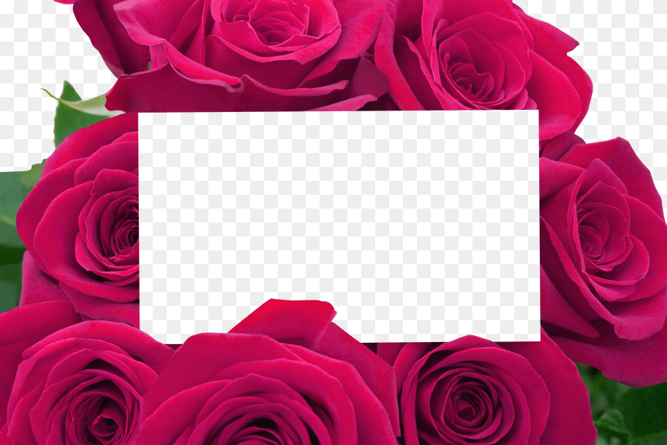 Floral Frame Png Image