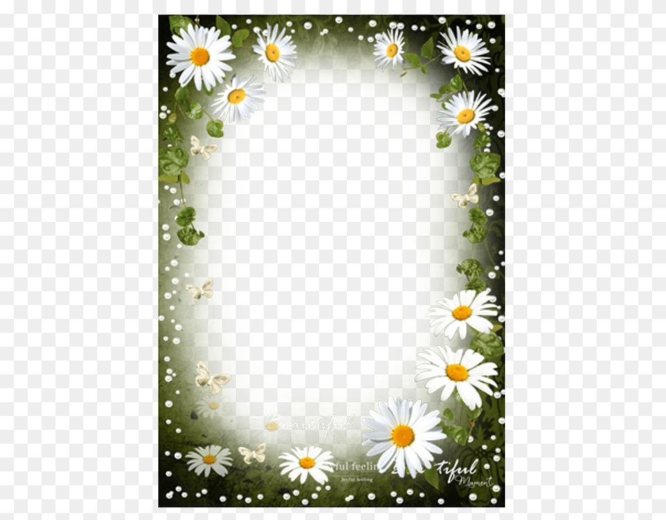 Floral Frame, Daisy, Flower, Plant, Art Free Png