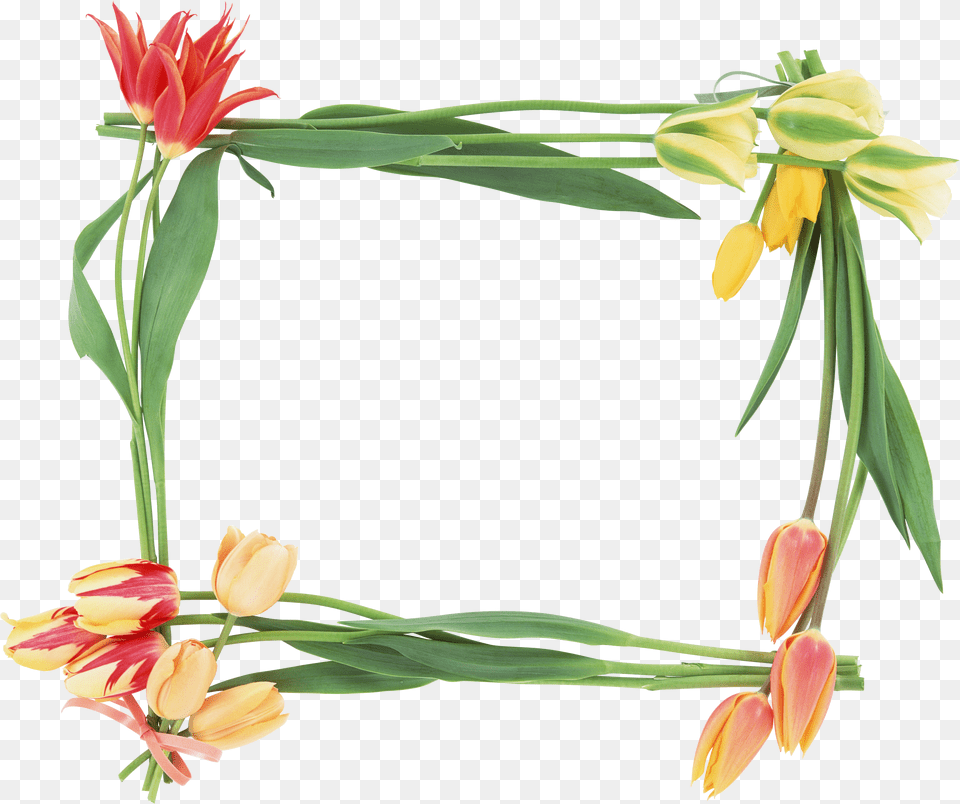 Floral Frame, Flower, Flower Arrangement, Plant, Petal Free Transparent Png