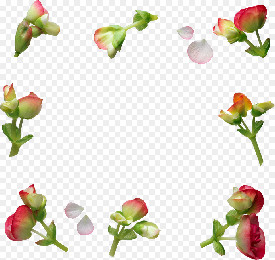 Floral Frame, Bud, Flower, Petal, Plant Png Image