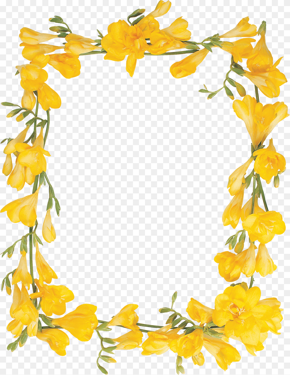 Floral Frame, Flower, Petal, Plant, Flower Arrangement Free Png