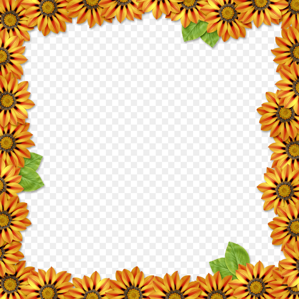 Floral Frame, Flower, Plant, Sunflower, Petal Free Png