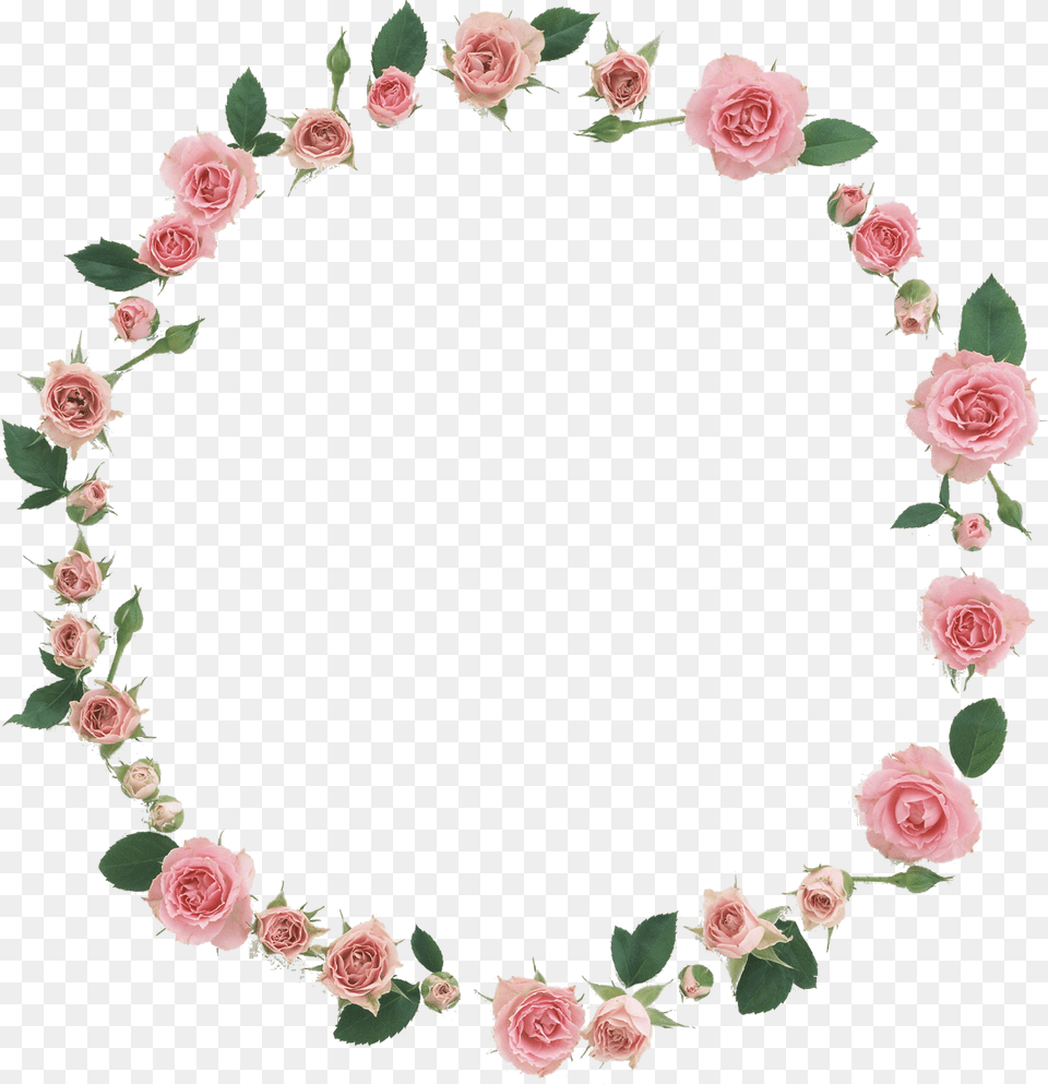Floral Frame, Flower, Plant, Rose Png