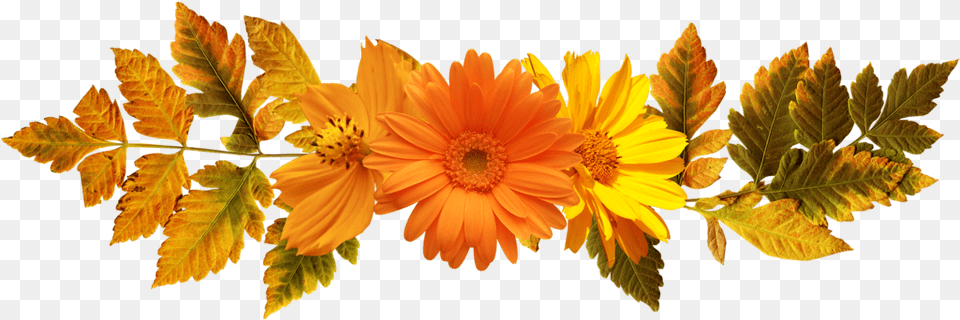 Floral Frame, Daisy, Flower, Leaf, Plant Free Png Download