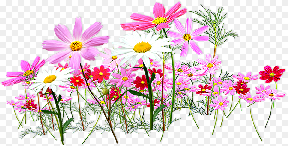 Floral Garden Transparent Designs Clip Art, Daisy, Flower, Plant, Anemone Free Png