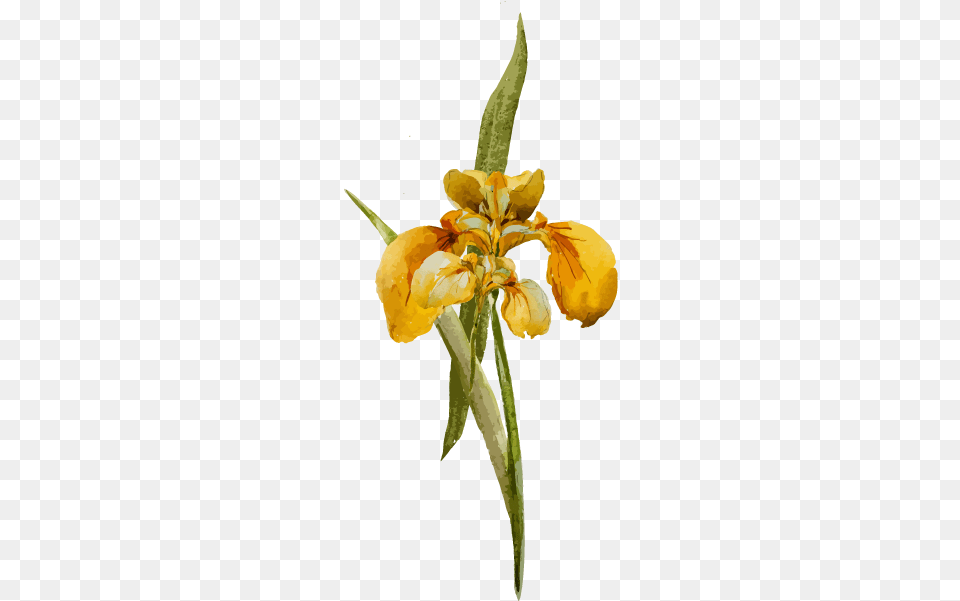 Floral Gifts For Local Delivery Epidendrum, Flower, Iris, Petal, Plant Free Png Download