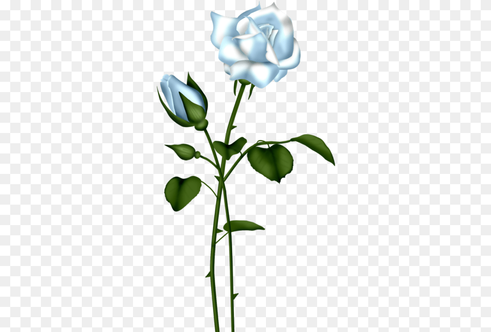 Floral Gold Round Border Dark Blue Roses, Flower, Plant, Rose, Petal Png Image