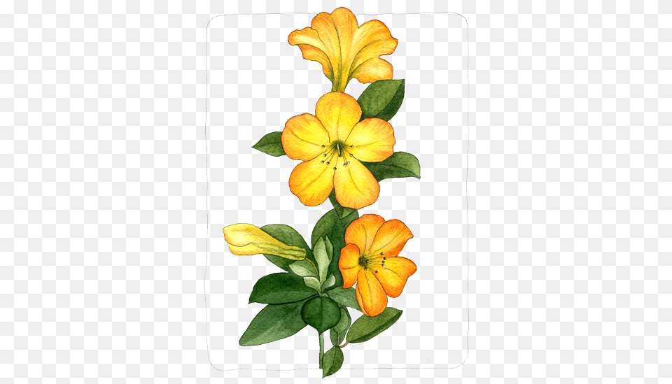 Floral Helen Krayenhoff, Flower, Plant, Petal, Anther Free Png Download