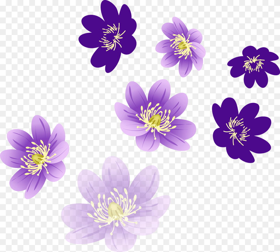 Floral Images For Photoshop, Anemone, Anther, Flower, Plant Free Png