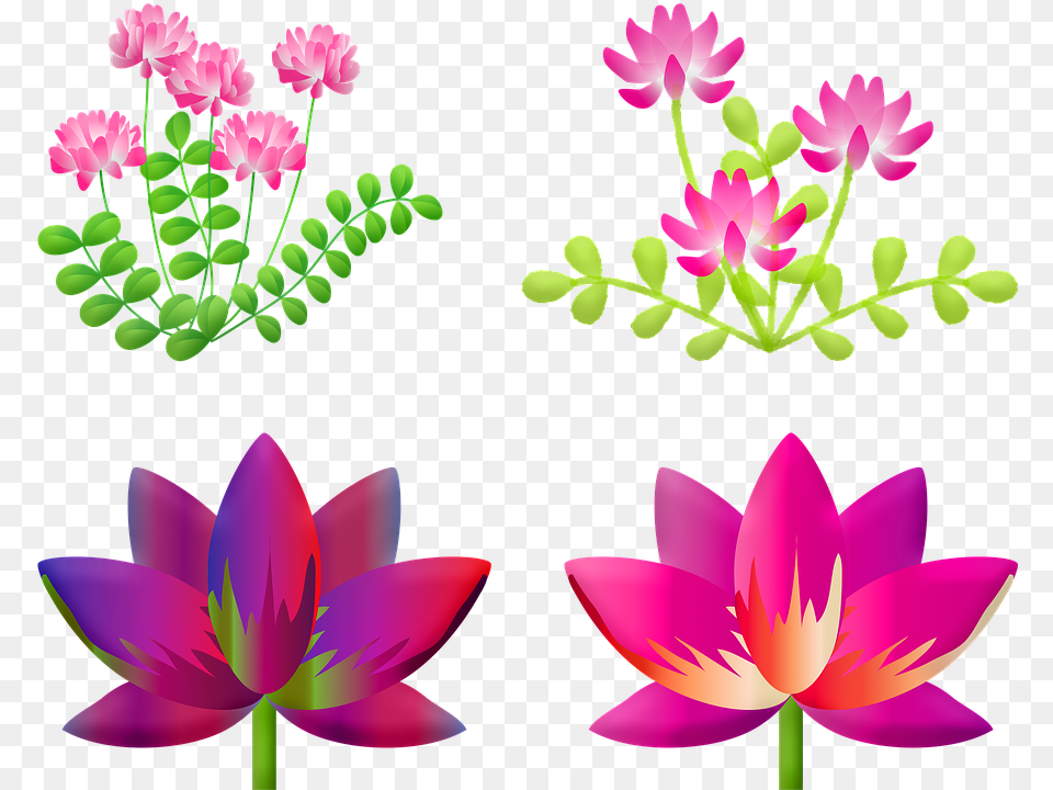 Floral Lotus Flower Lily Flower Nature Pink Pond, Art, Plant, Floral Design, Graphics Free Png