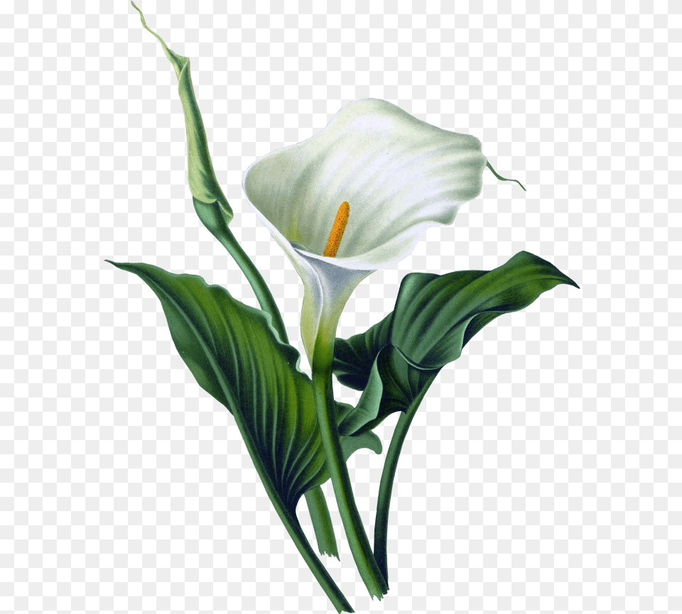 Floral Vector Calla Lily Flower, Araceae, Plant, Petal Free Png Download