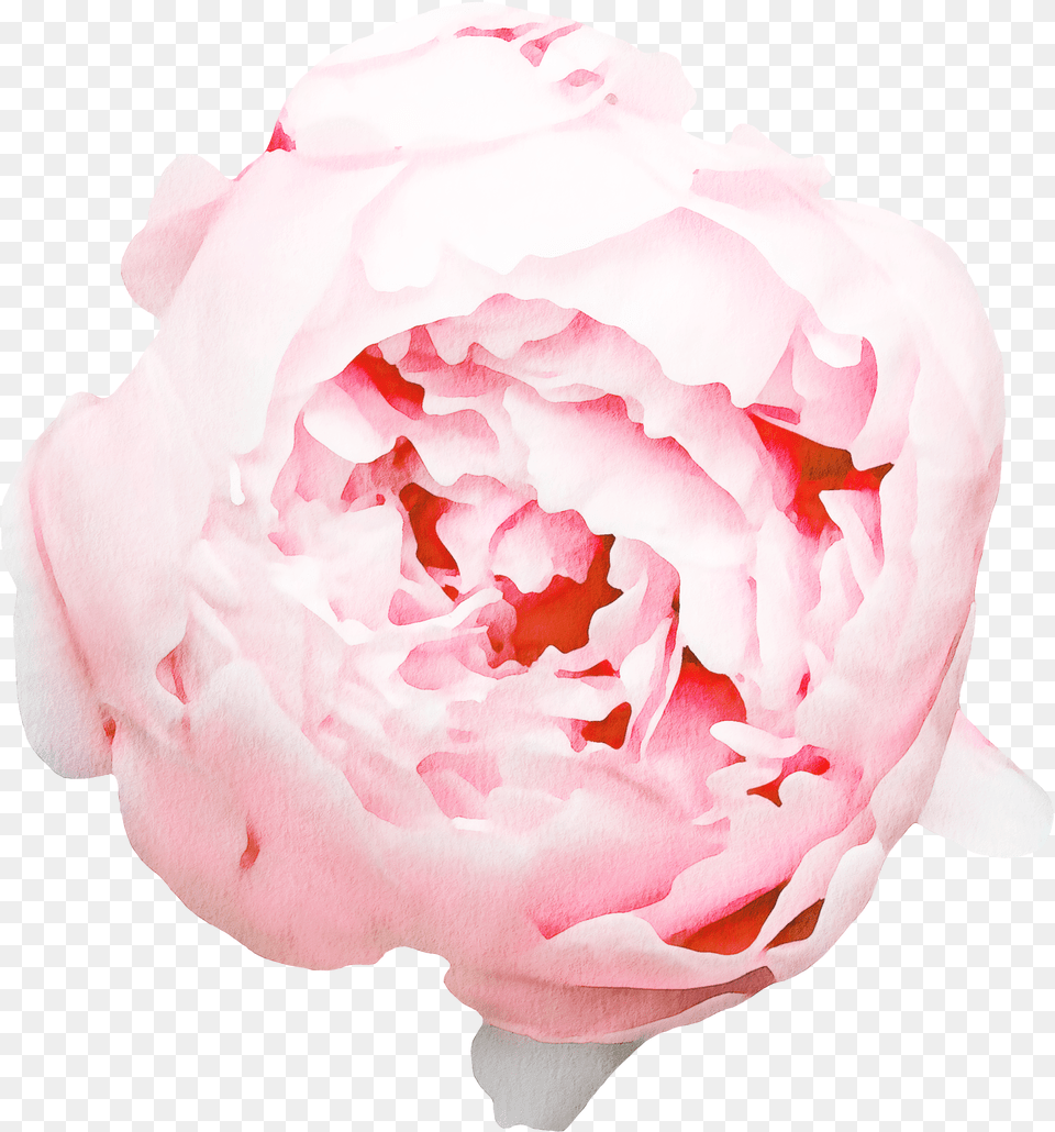 Floral Wall Decals Peony Free Transparent Png