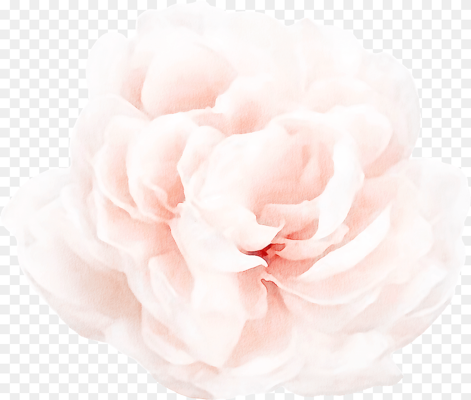 Floral Wall Decals Peony 4 Png Image