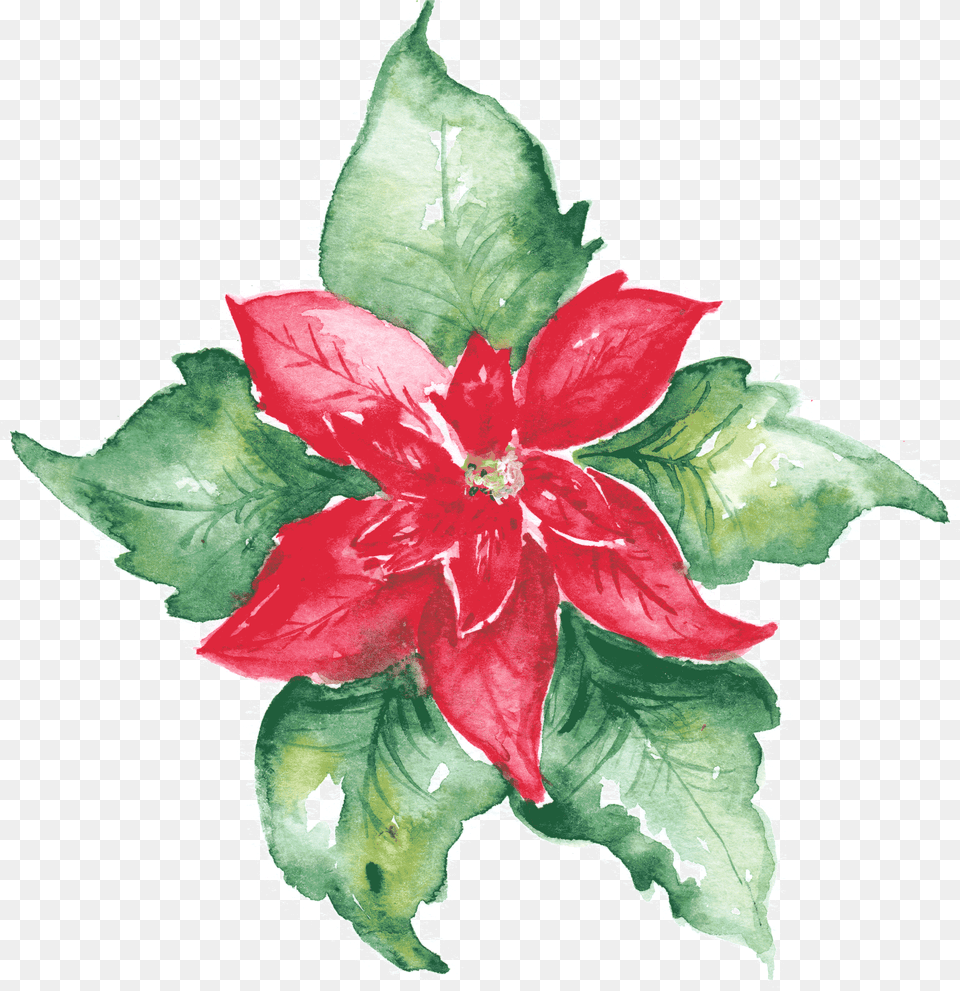 Floral Watercolor, Flower, Leaf, Plant, Petal Free Png