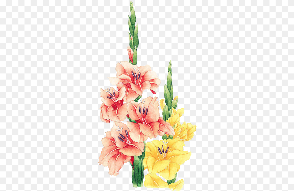 Floral Watercolor, Flower, Plant, Gladiolus, Anther Png Image