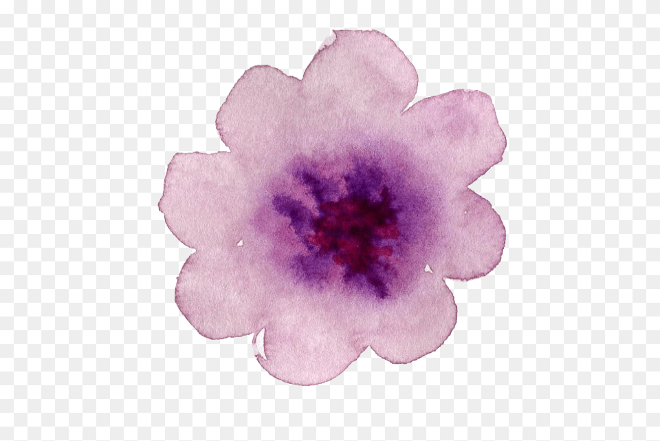 Floral Watercolor, Anemone, Plant, Flower, Petal Free Transparent Png
