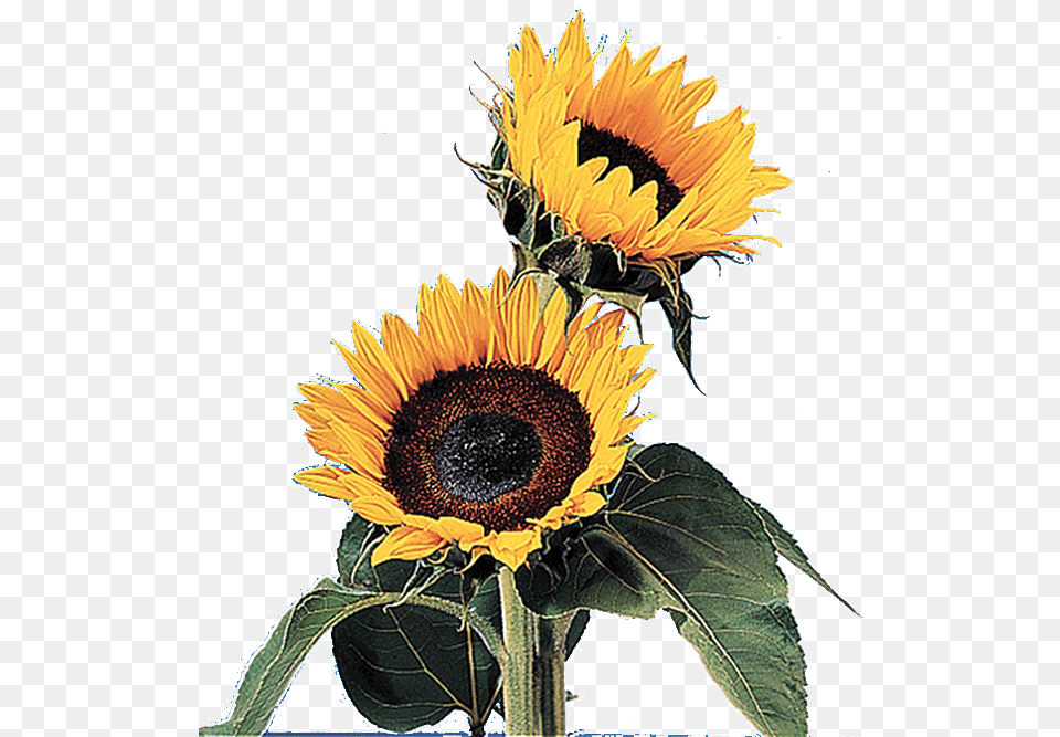 Floralife Sunflower Sun Flower Growth Gif, Plant Png Image