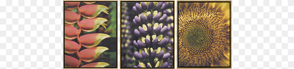 Florals Ii Pk3 Art, Collage, Flower, Lupin, Plant Png Image