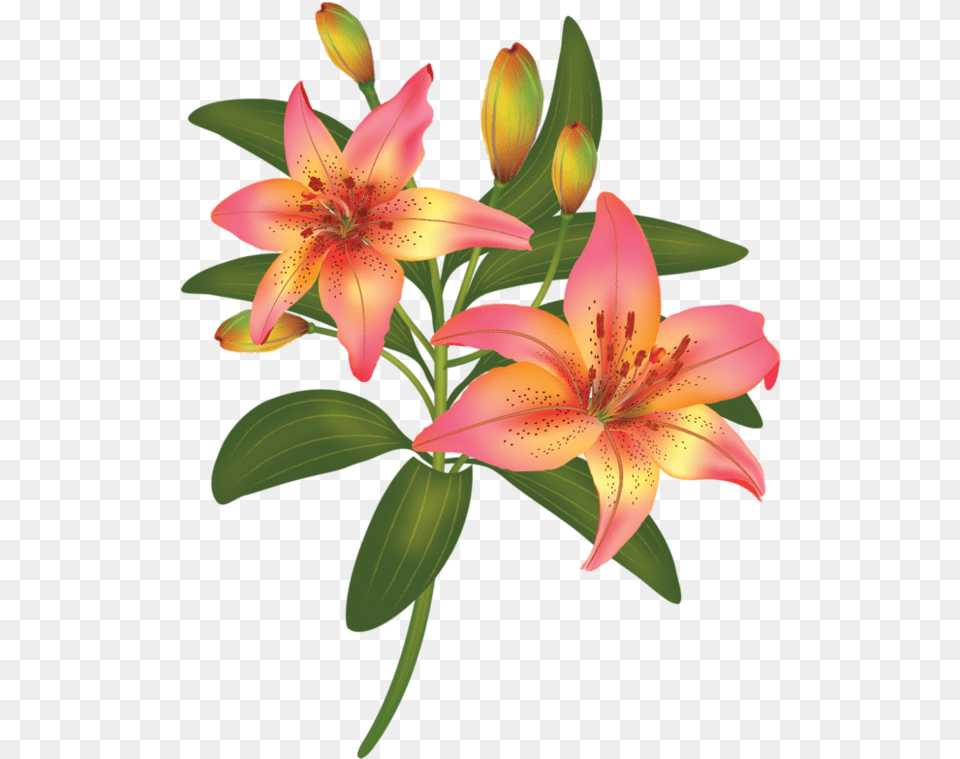Flordeliz A Flower, Plant, Lily Free Png Download