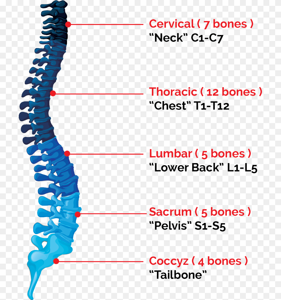 Florence Spinal Cord Injury Lawsuits Bones In The Spinal Cord, Dynamite, Weapon Png Image