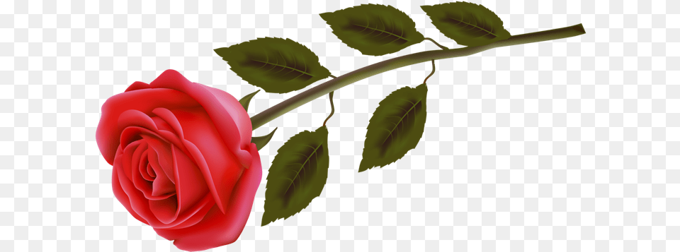 Flores 52 Rose Day 2012, Flower, Plant, Person Free Png Download