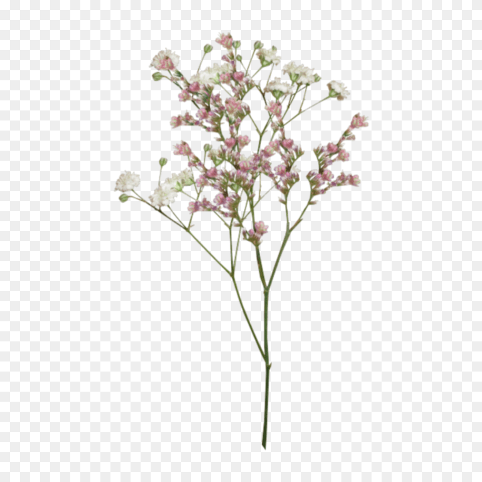 Flores Aesthetic Tumblr Edit Edi Dried Flowers, Flower, Plant, Apiaceae, Flower Arrangement Free Transparent Png
