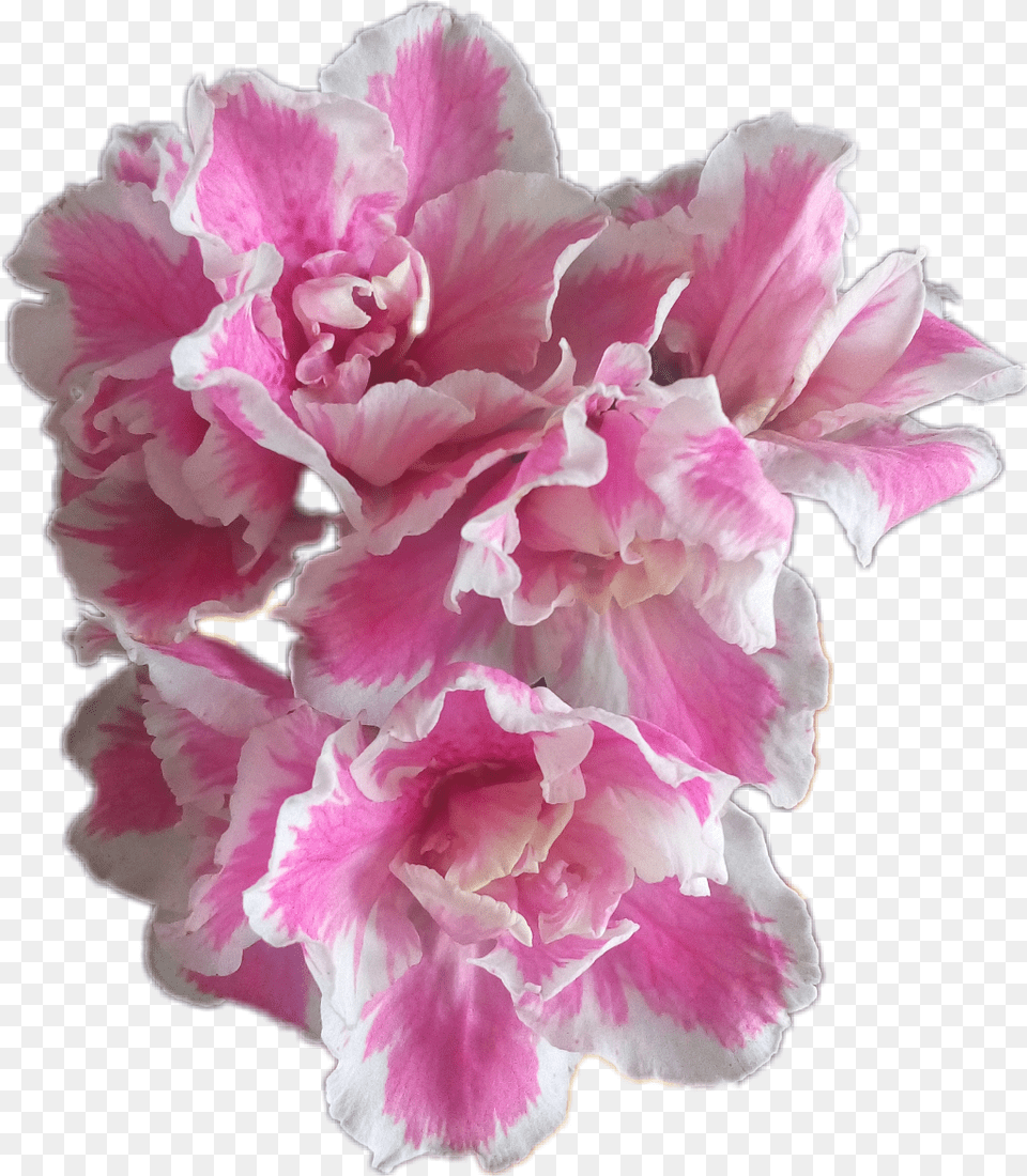 Flores Azalea Flowers Catarinazs Peony, Flower, Geranium, Petal, Plant Free Png Download