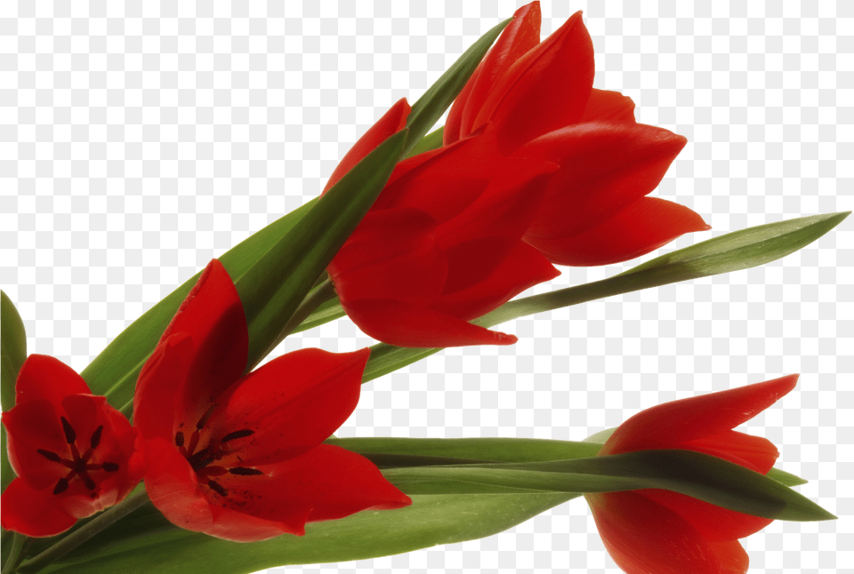 Flores Clipart Download, Flower, Plant, Petal Free Transparent Png
