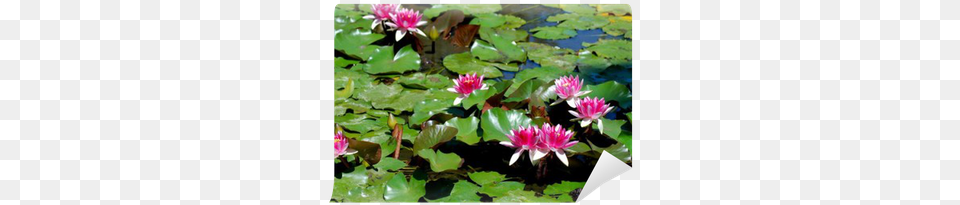 Flores De Nenfares Entre Hojas Verdes Wall Mural Water Lily, Flower, Nature, Outdoors, Plant Free Png