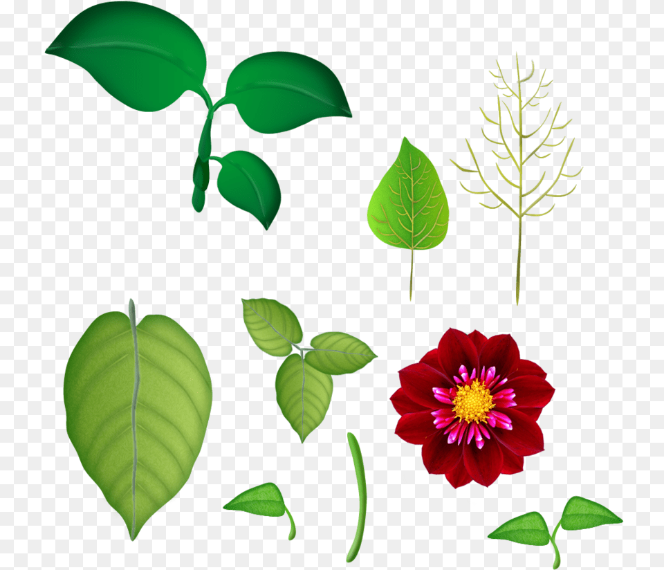 Flores E Folhas Portable Network Graphics, Dahlia, Flower, Leaf, Plant Free Transparent Png
