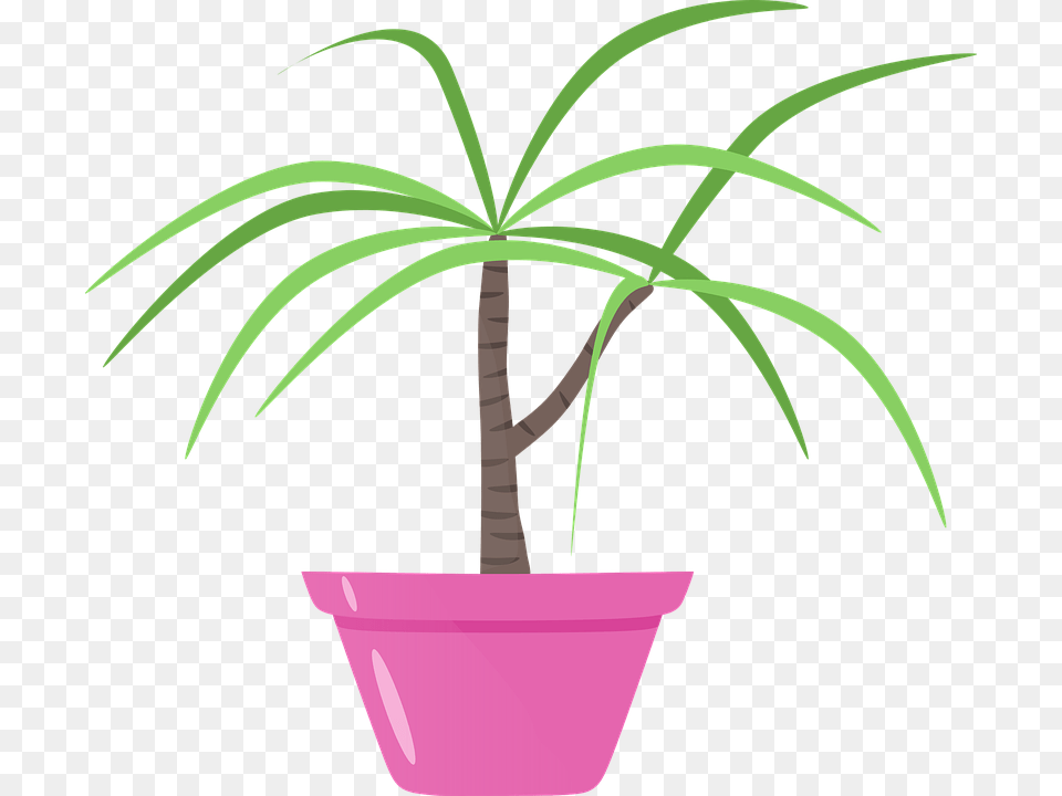 Flores En Follaje De Decoracion, Palm Tree, Plant, Potted Plant, Tree Free Png Download