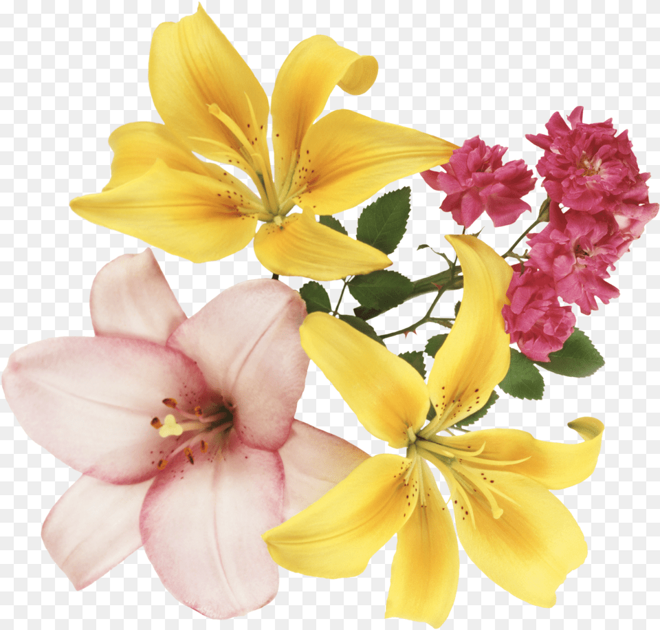 Flores En Formato, Flower, Flower Arrangement, Flower Bouquet, Petal Free Transparent Png