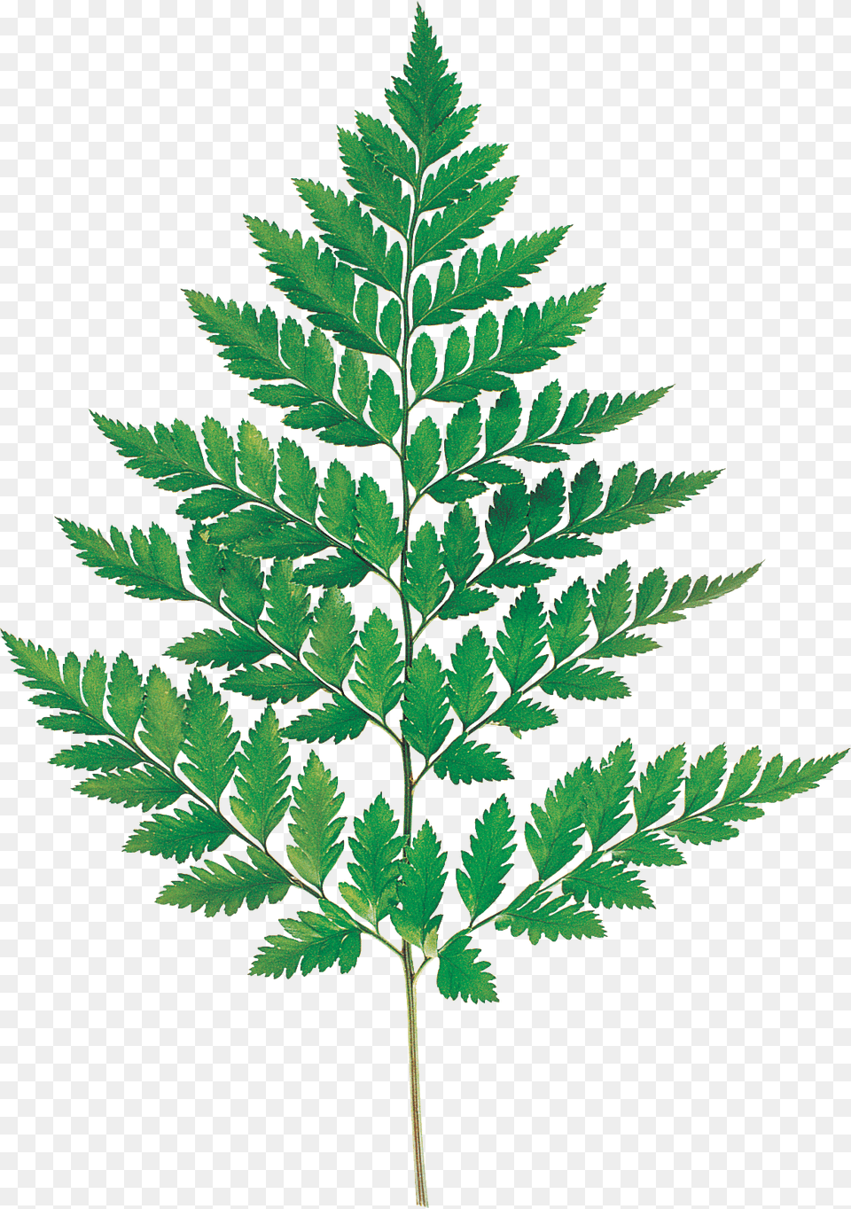 Flores Fern Leaves Leaf Watercolor Fern, Plant Free Png